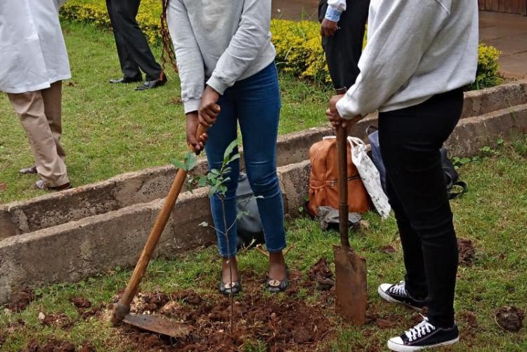 Tree planting 6