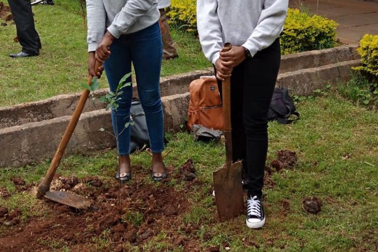 Tree planting 3