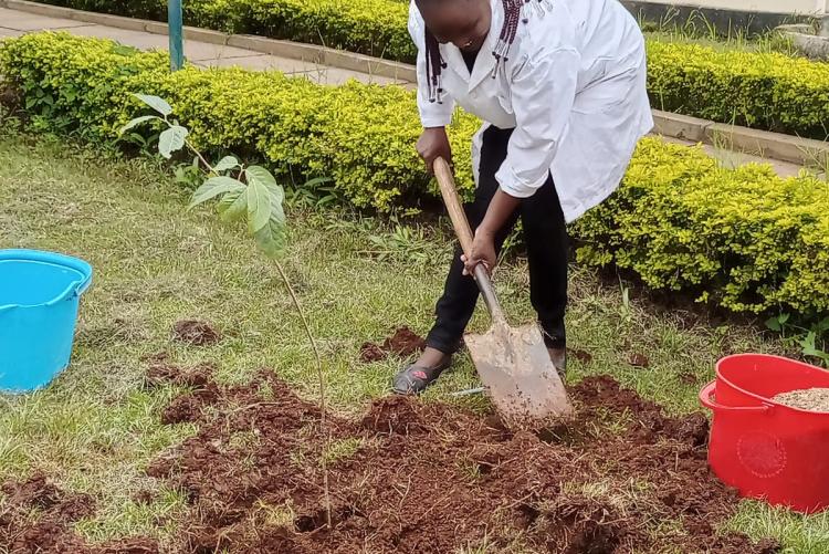 Tree planting 9