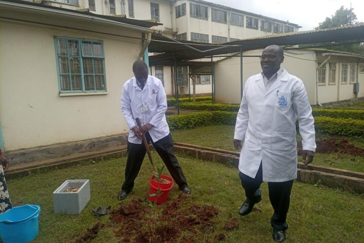 Tree planting 7